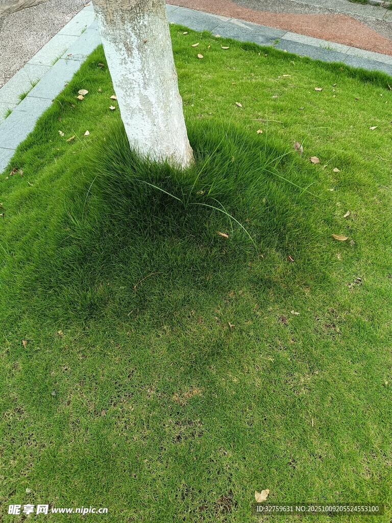 树下翠绿草坪特写