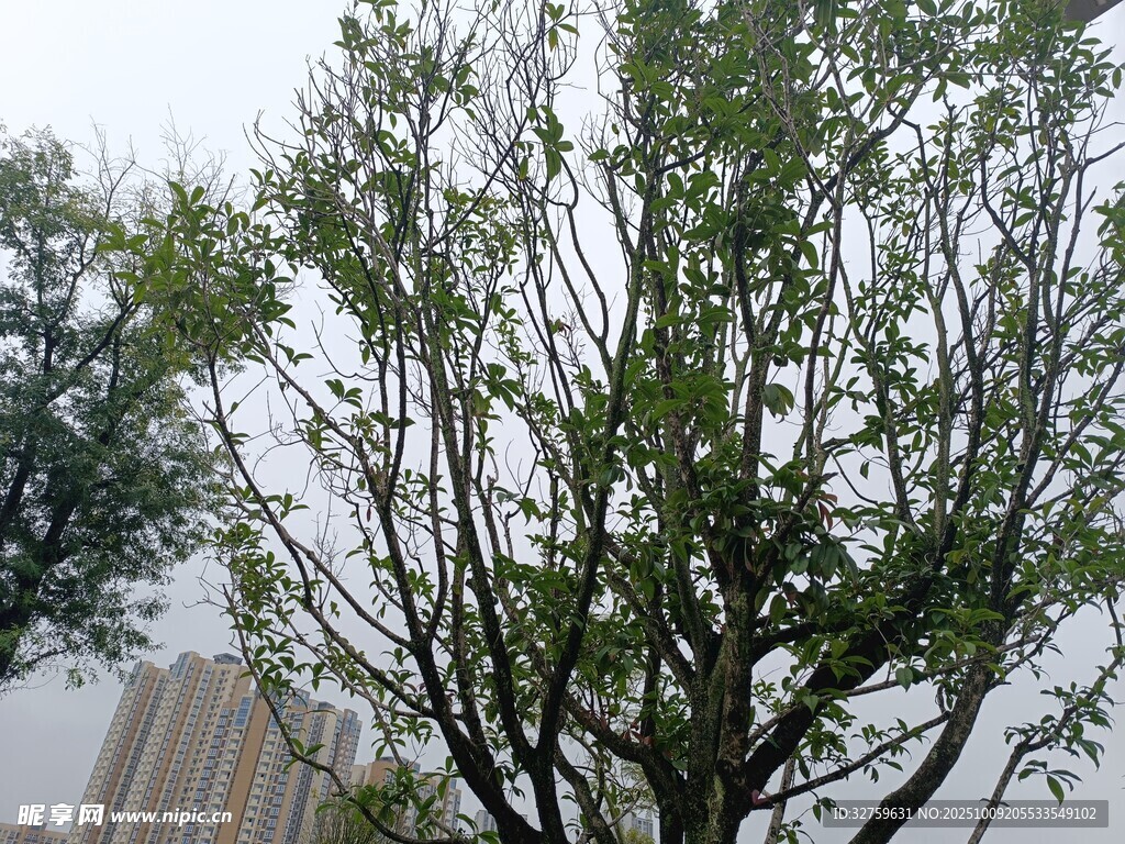 户外绿树枝叶繁茂景象