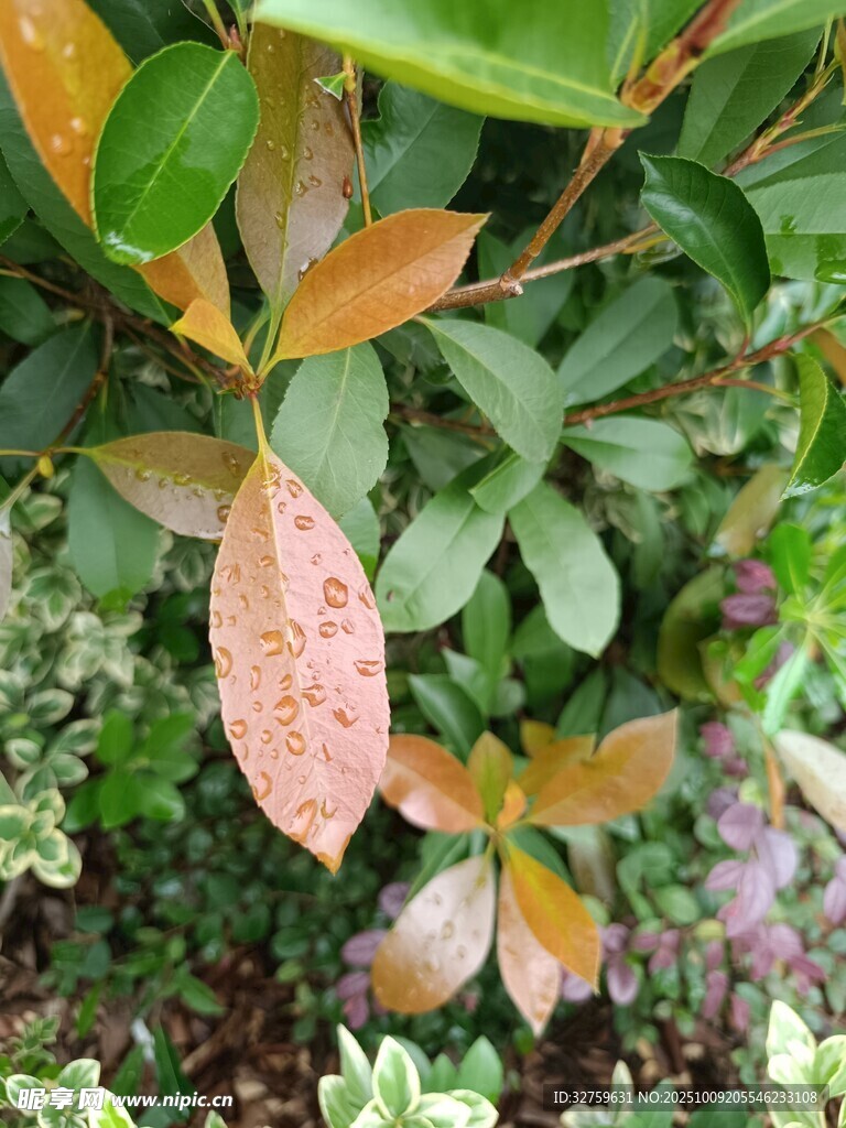 多彩叶片植物特写