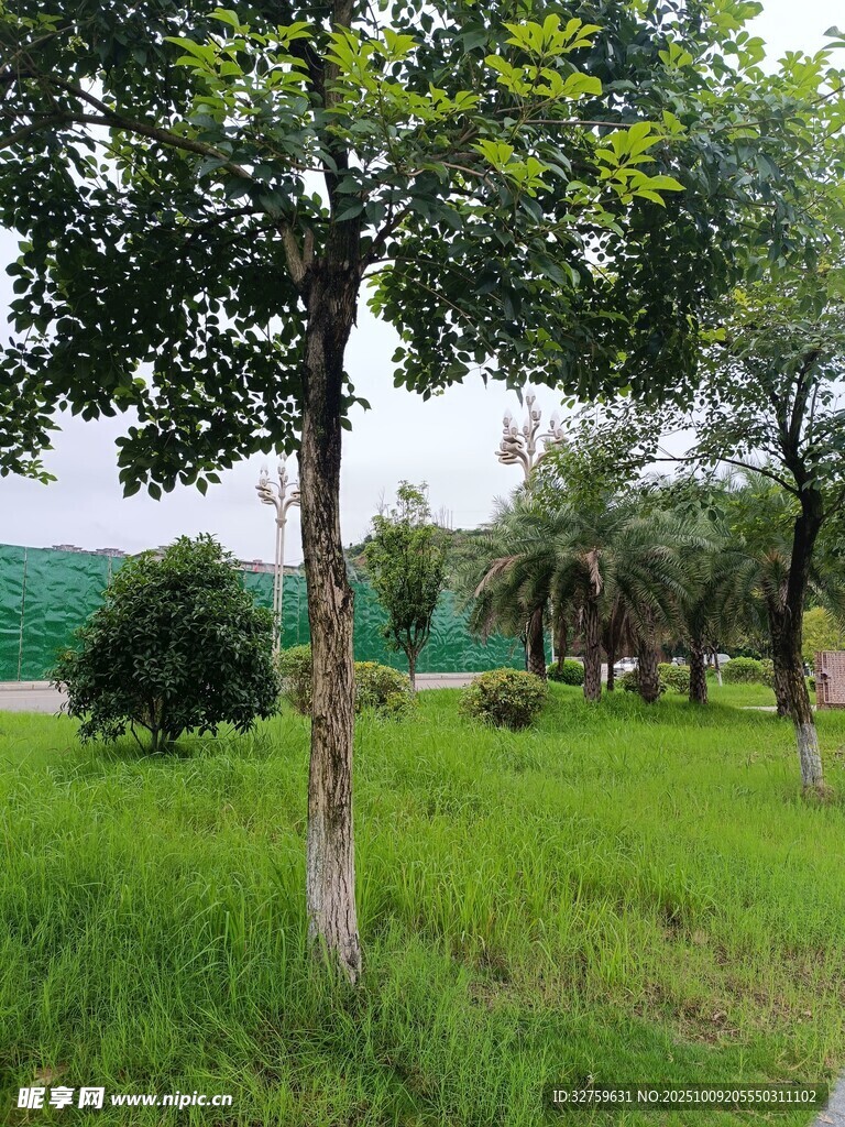 绿意盎然的户外草地景观