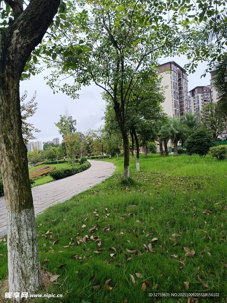 城市中静谧的林荫草地