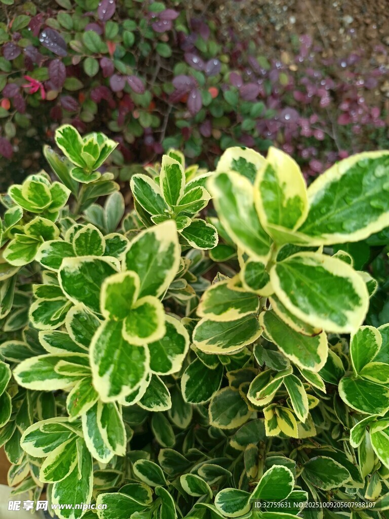 金边绿叶植物特写