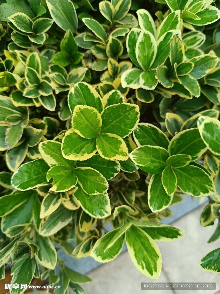 金边绿叶植物特写