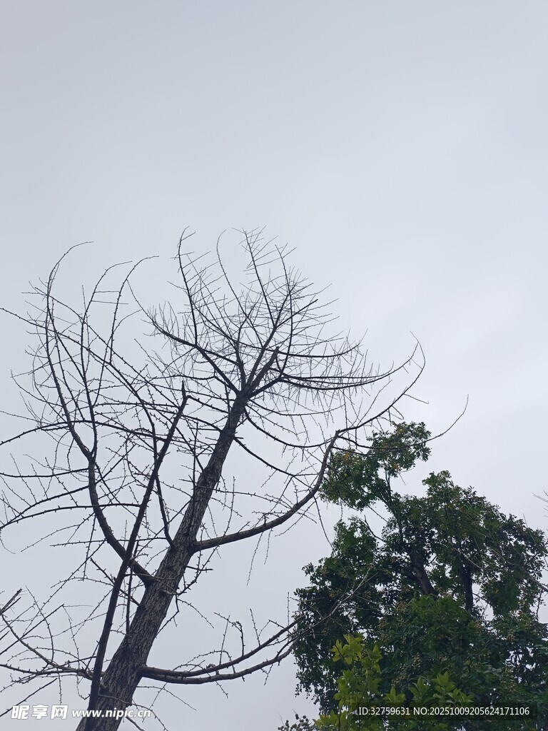 枯树与绿树对比景象