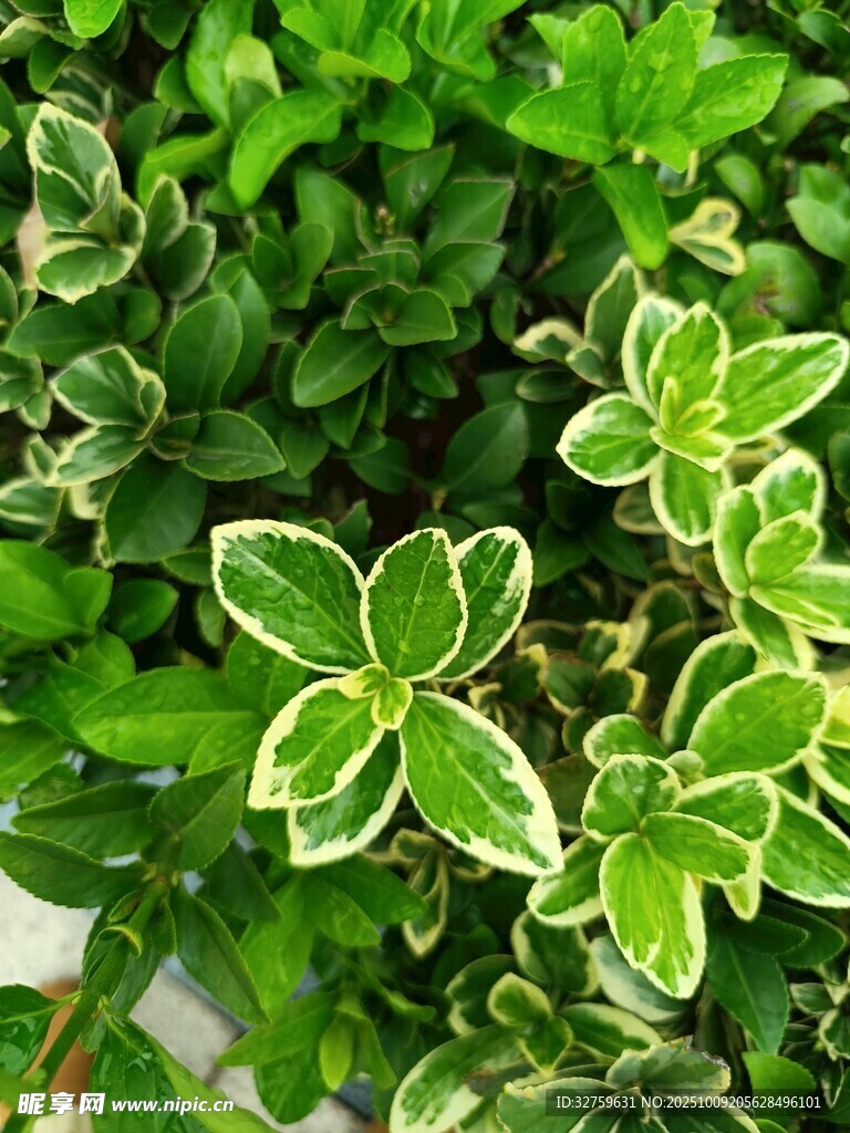 绿叶植物特写