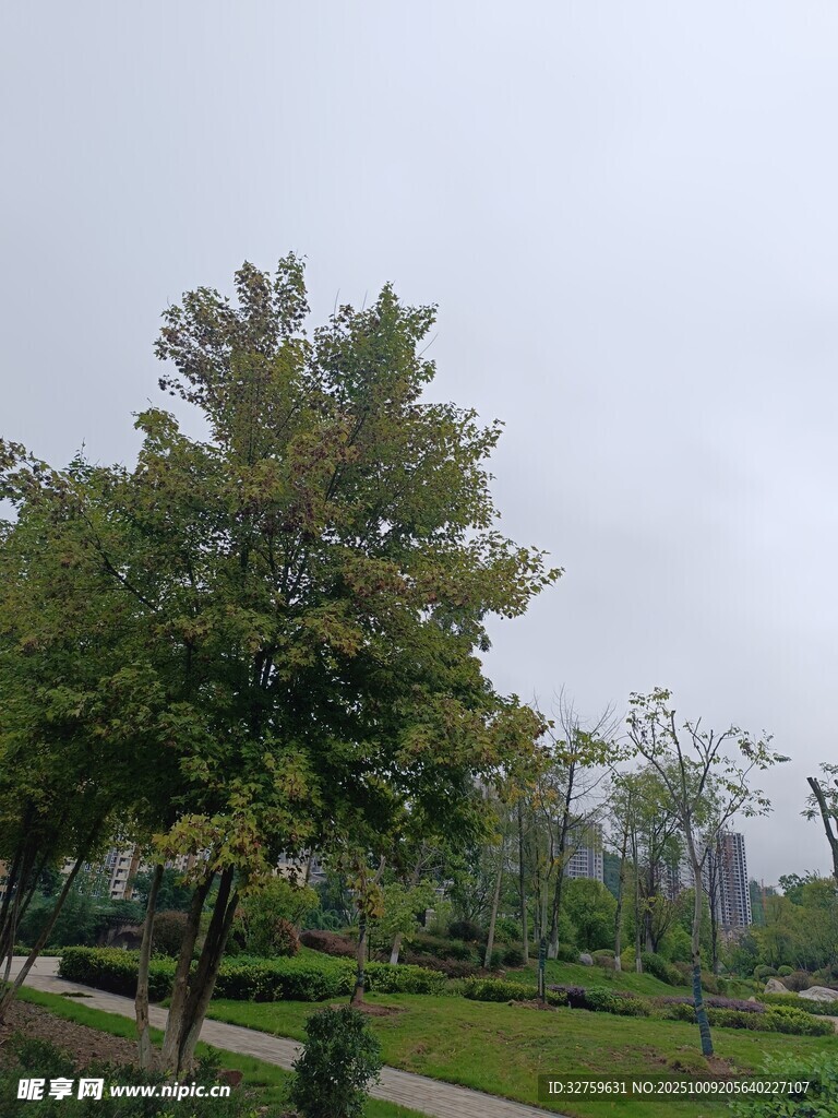公园中的绿树与小径