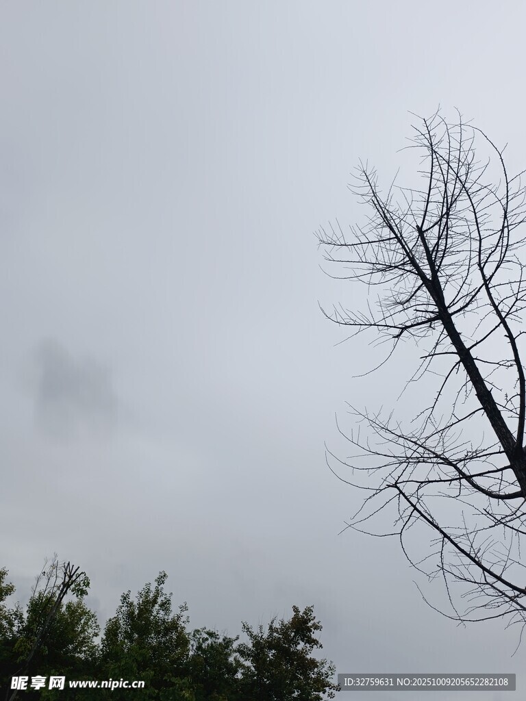 枯树立于云雾朦胧间