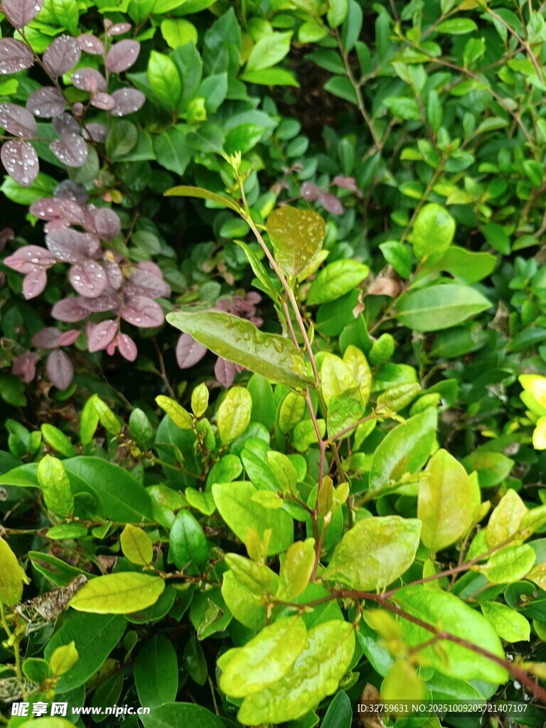 多彩绿植景观