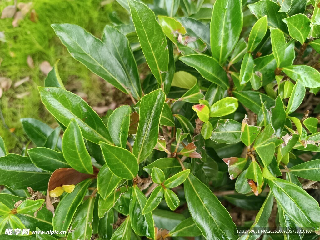 翠绿叶片的生机植物