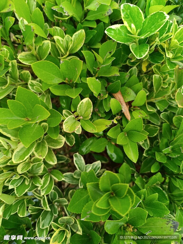 翠绿繁茂的植物叶片