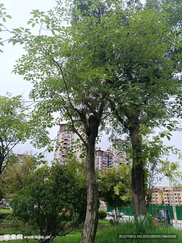 公园绿树景观