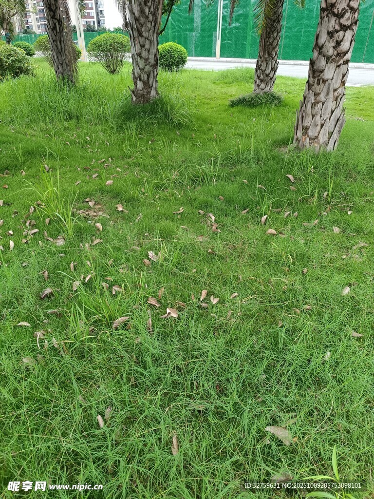 绿意盎然的草地与树木
