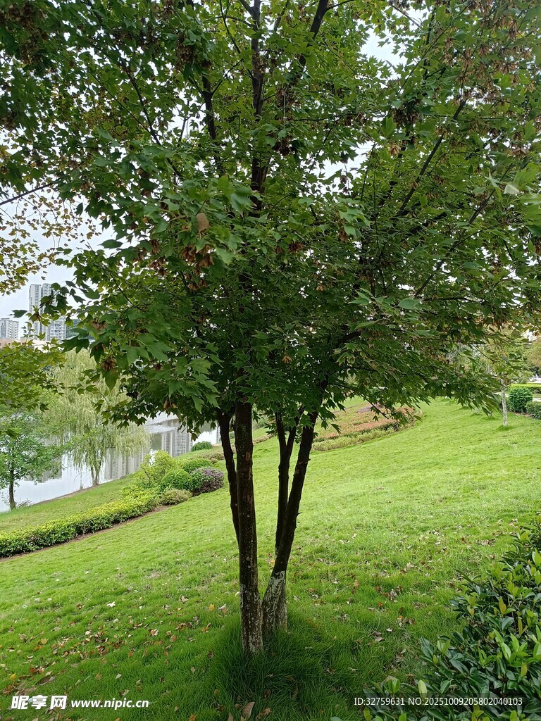 绿意盎然的草地与树木