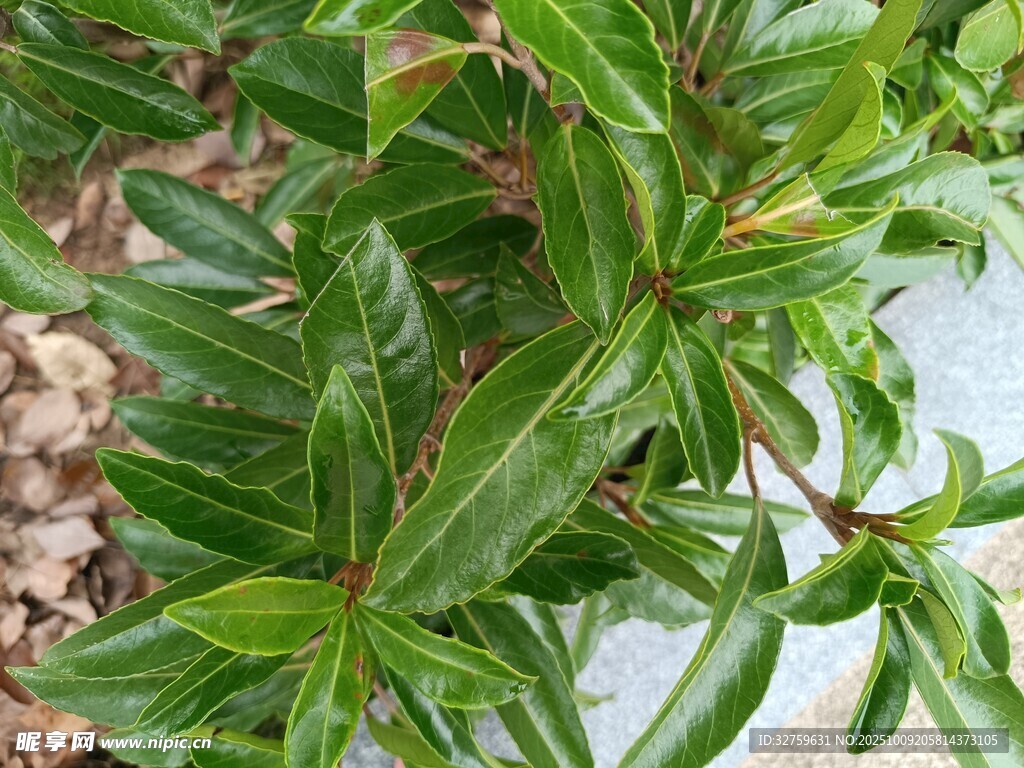 翠绿叶片的植物特写