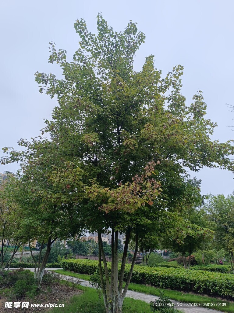 绿树成荫的园林景致