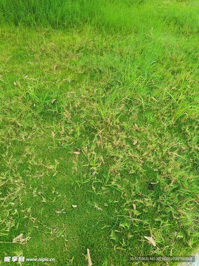 翠绿草地