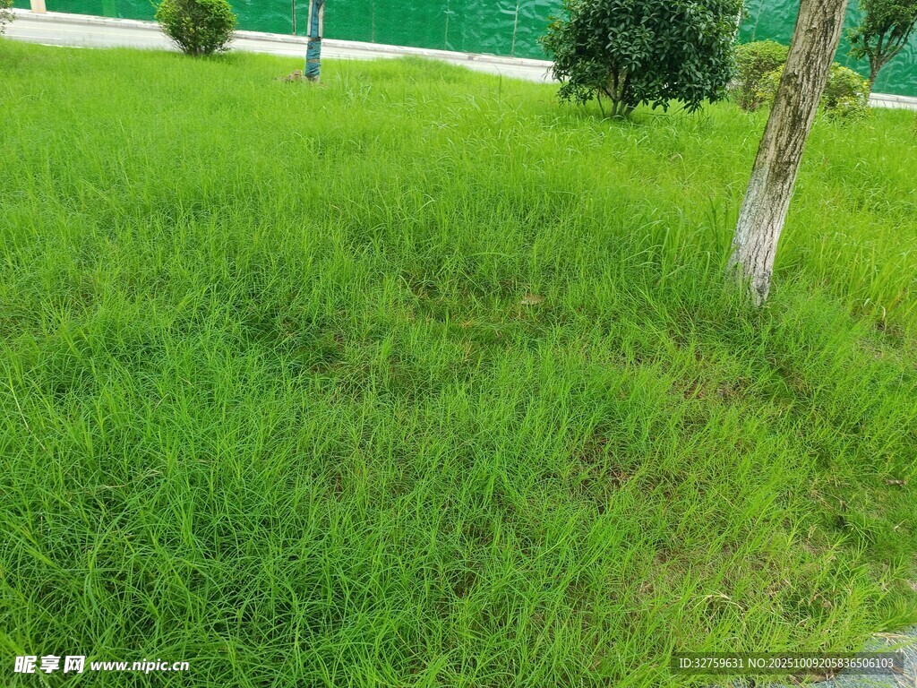 翠绿草地旁的树木