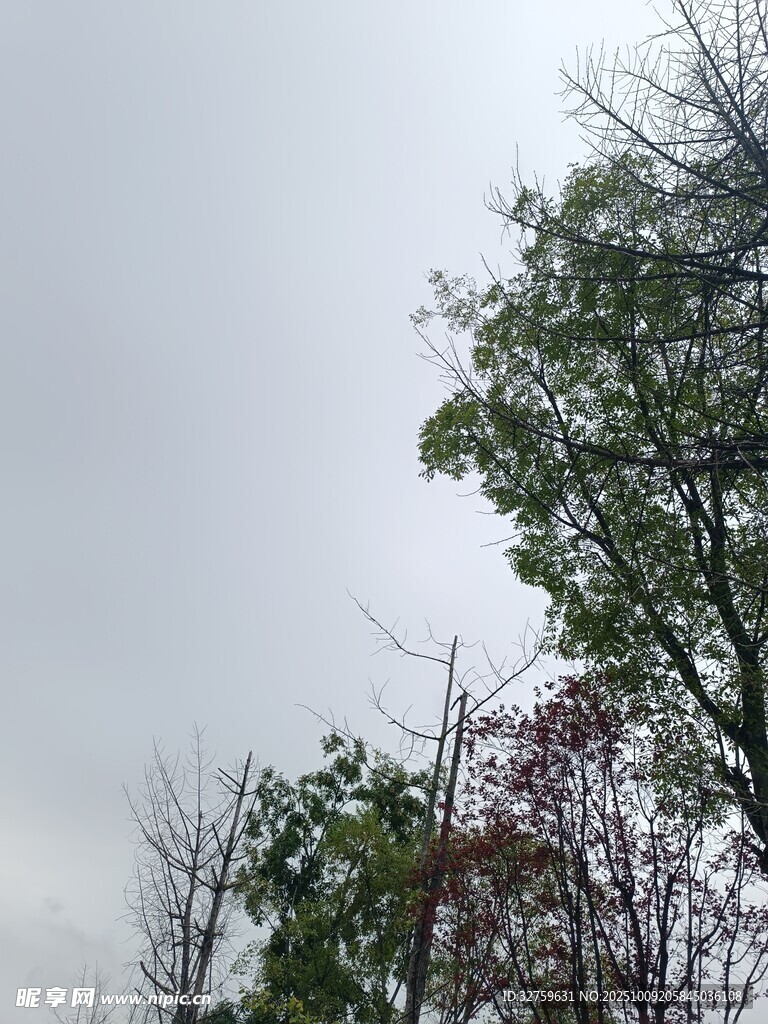 阴天中的树木枝叶