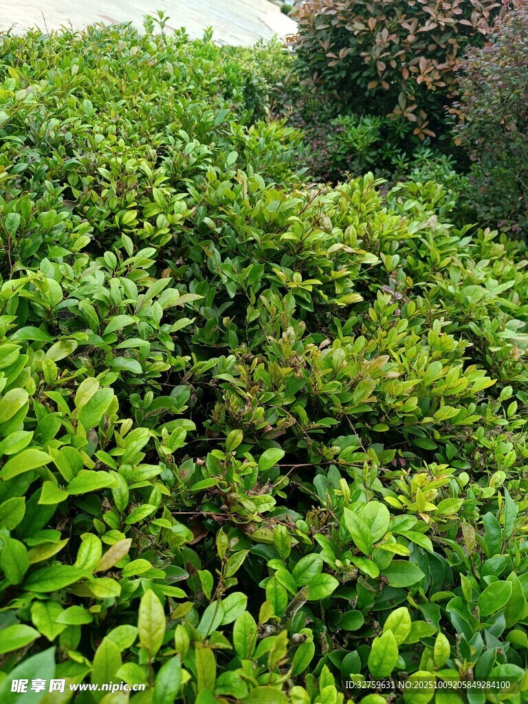繁茂绿植景观