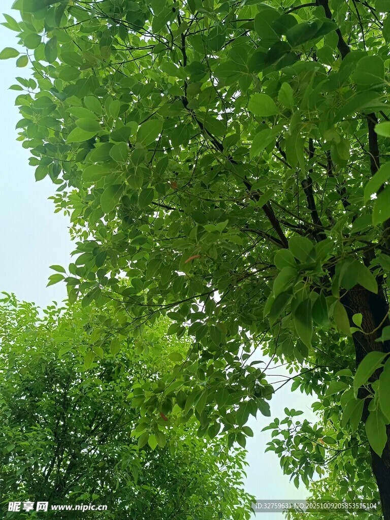 繁茂绿树 