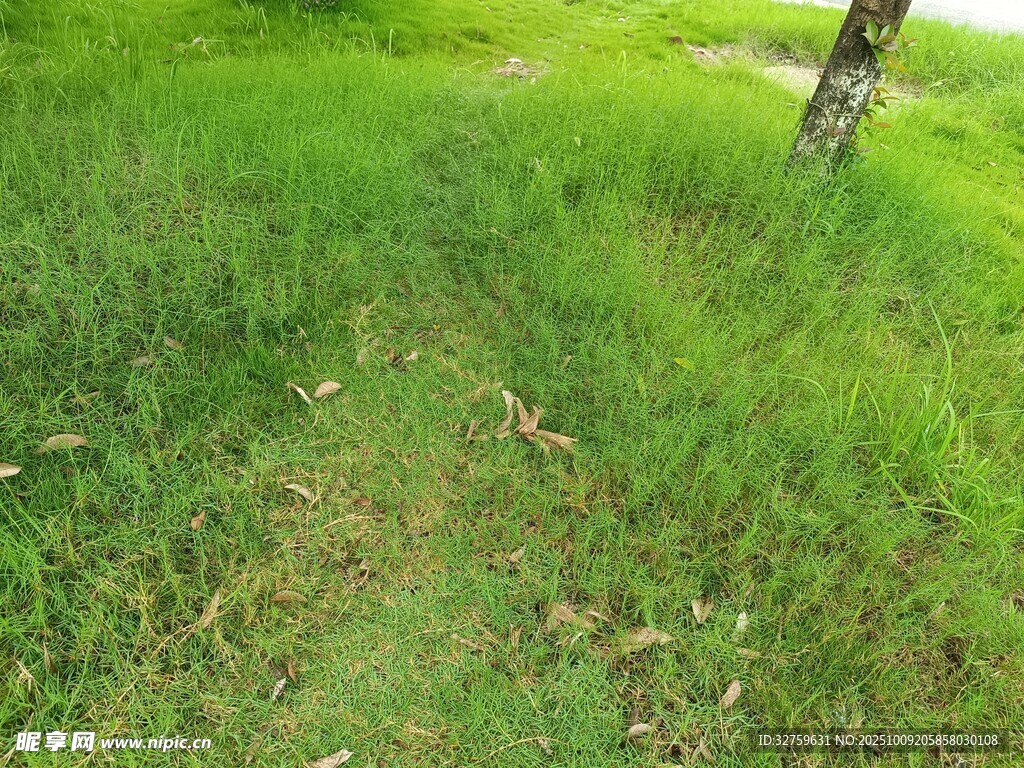翠绿草地与孤树的景致