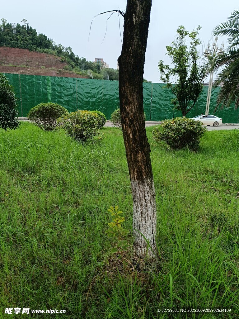 户外绿地中的树木与植被