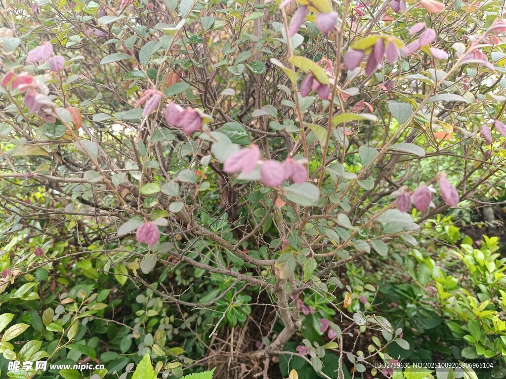 繁茂花丛中的粉色花朵
