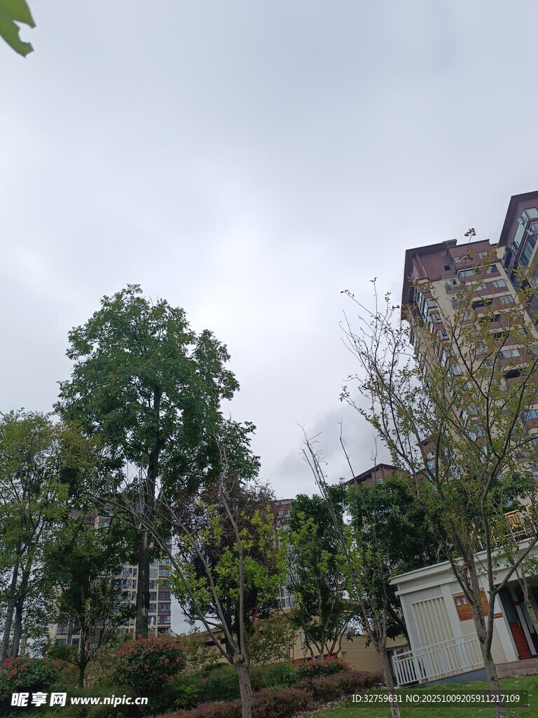 城市中的绿树与高楼景观