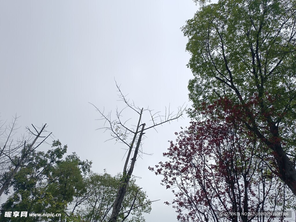 林间电线杆与多彩树木