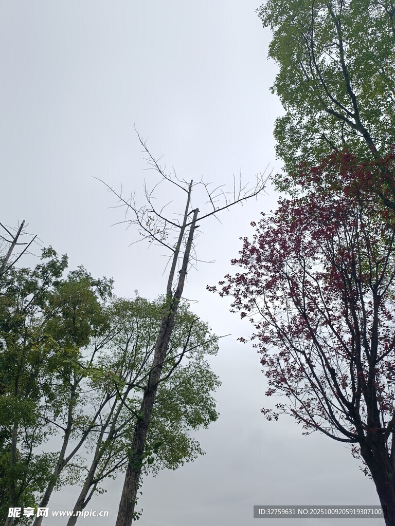 雨中树木景致