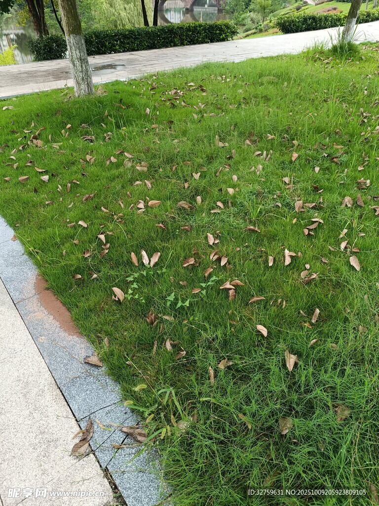 路边草地散落枯叶景象