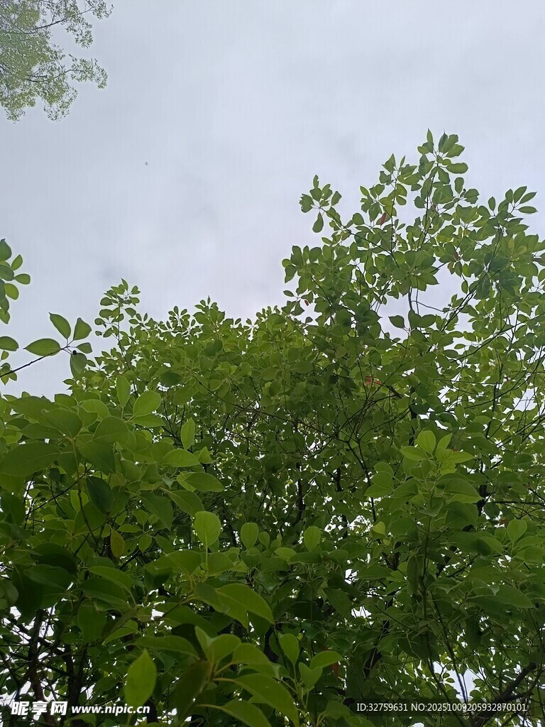绿意盎然的树梢