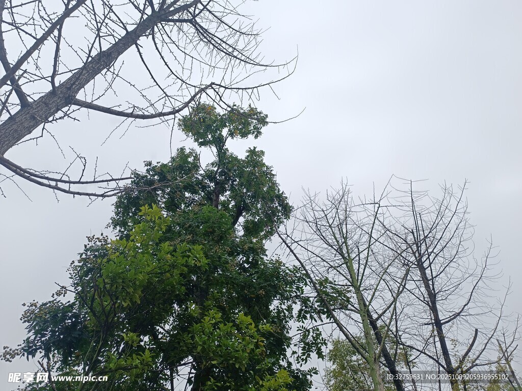 绿树挺立在萧瑟林间