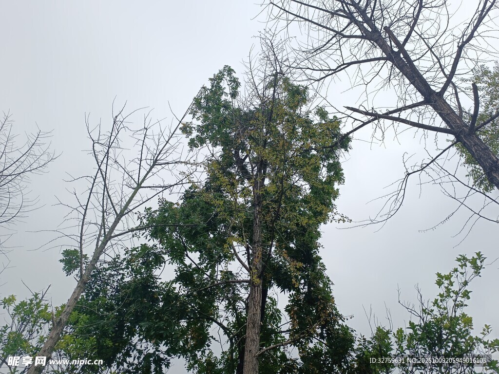 雾中挺立的树木