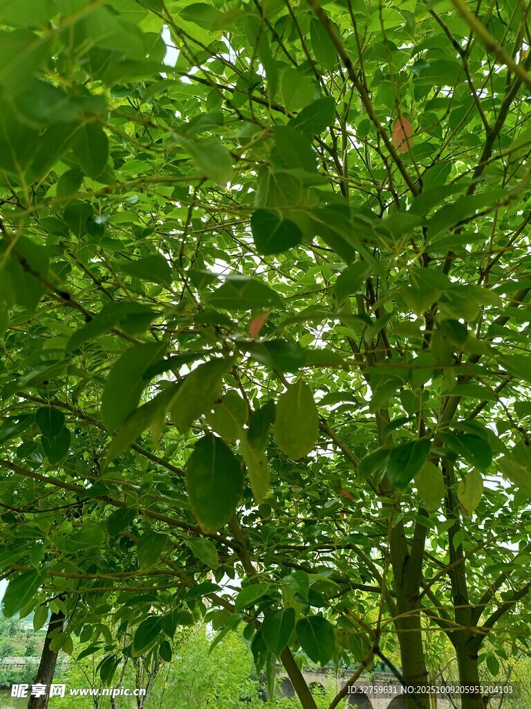 绿叶繁茂的树木景象