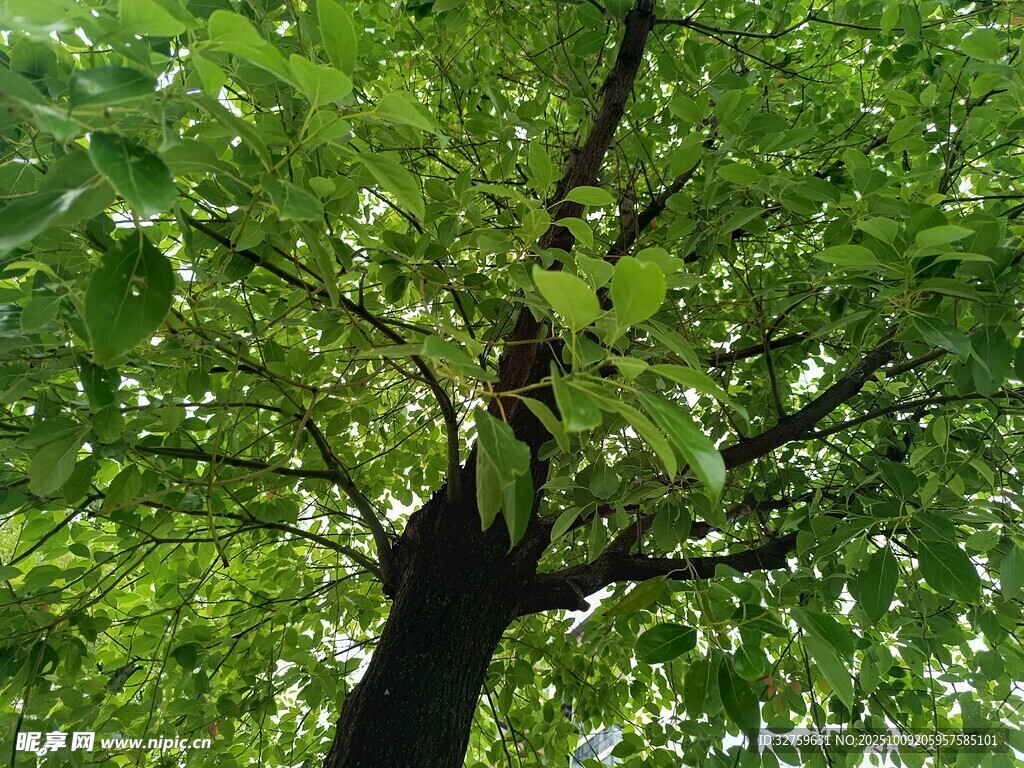 繁茂绿树 