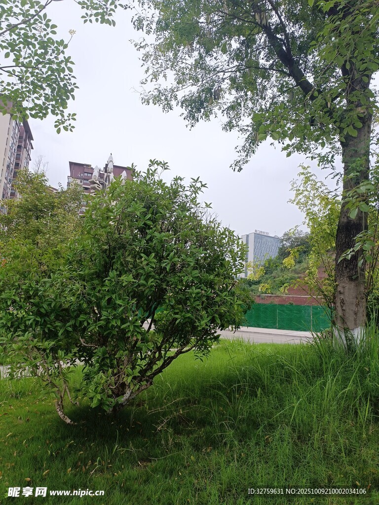 绿意盎然的公园灌木丛