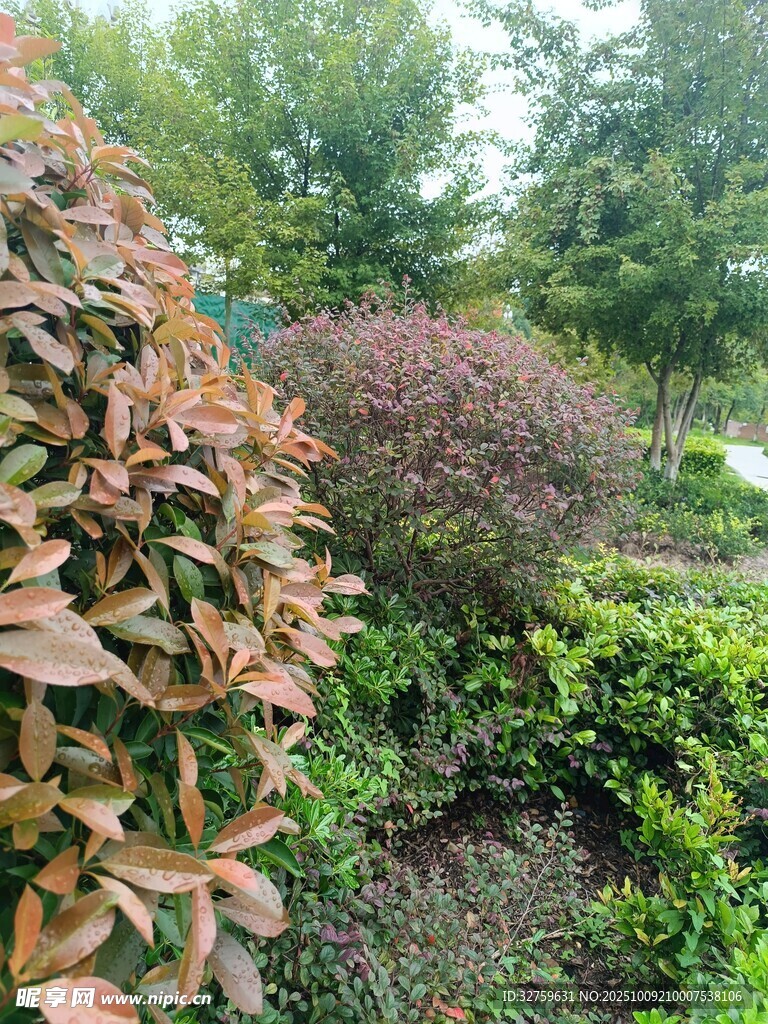 多彩植物装点的花园角落