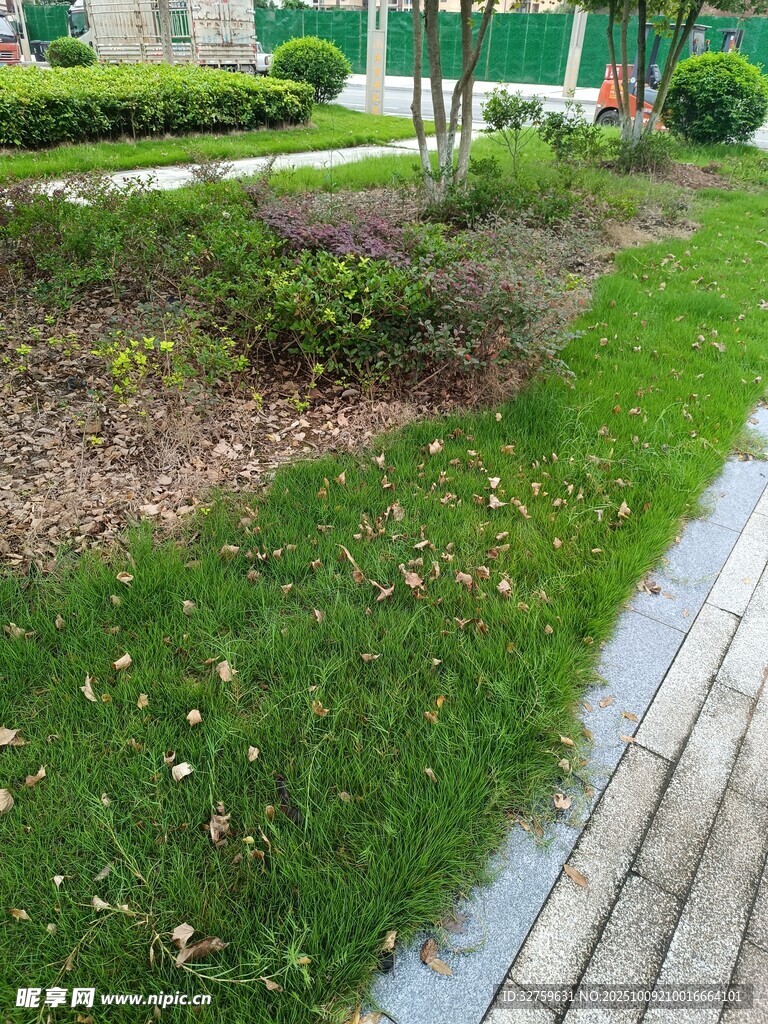 城市街边绿意盎然的草坪