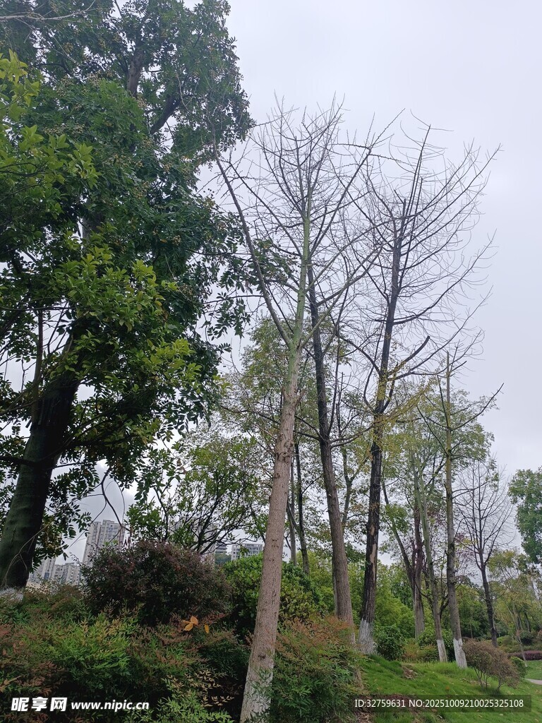 林间枯树与茂盛绿树景观