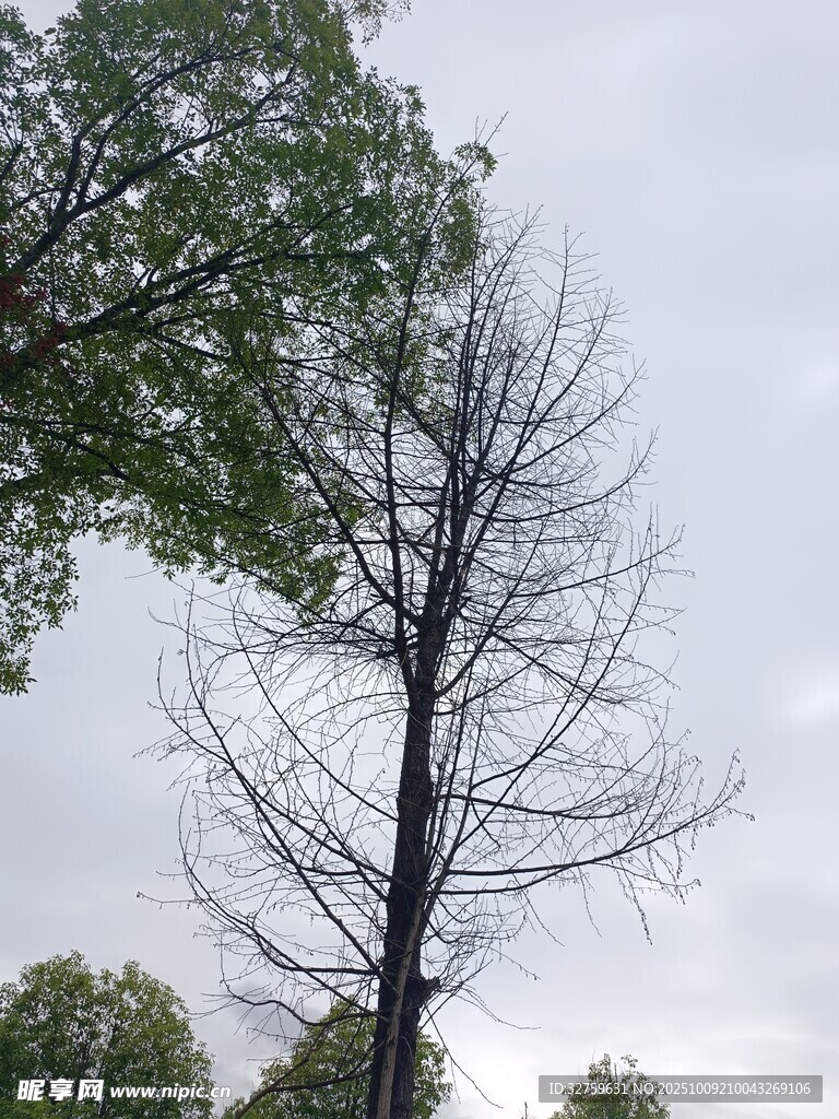 枯树挺立在绿意间