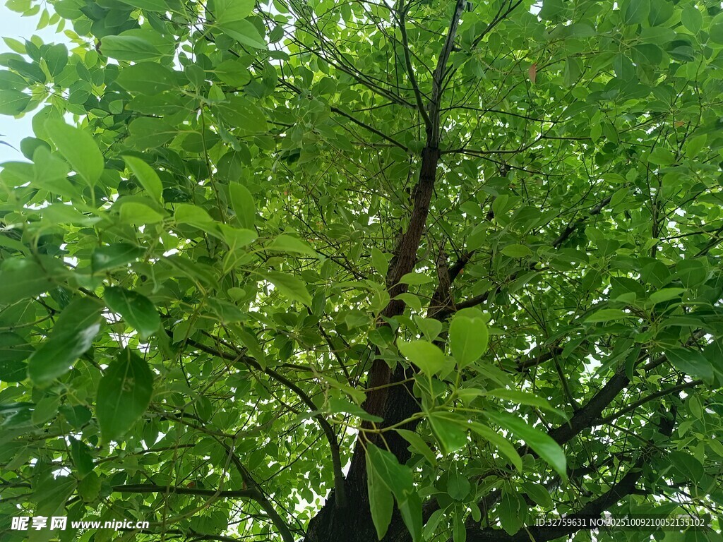 繁茂绿树展现盎然生机