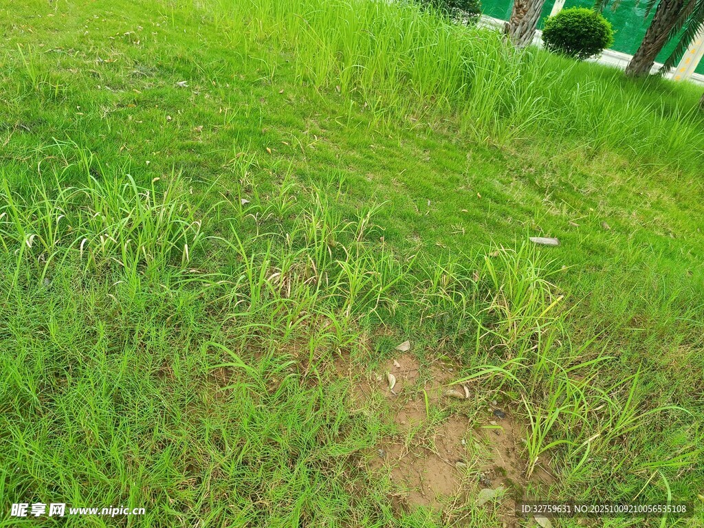 翠绿草地局部景象