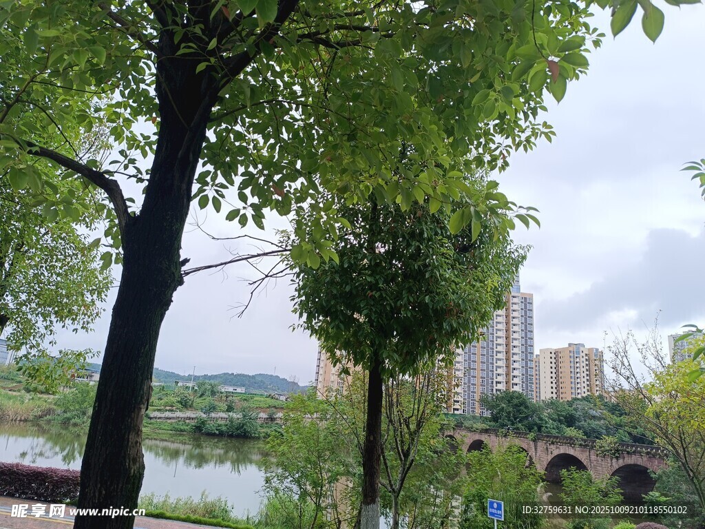 湖畔绿树与城市建筑风光