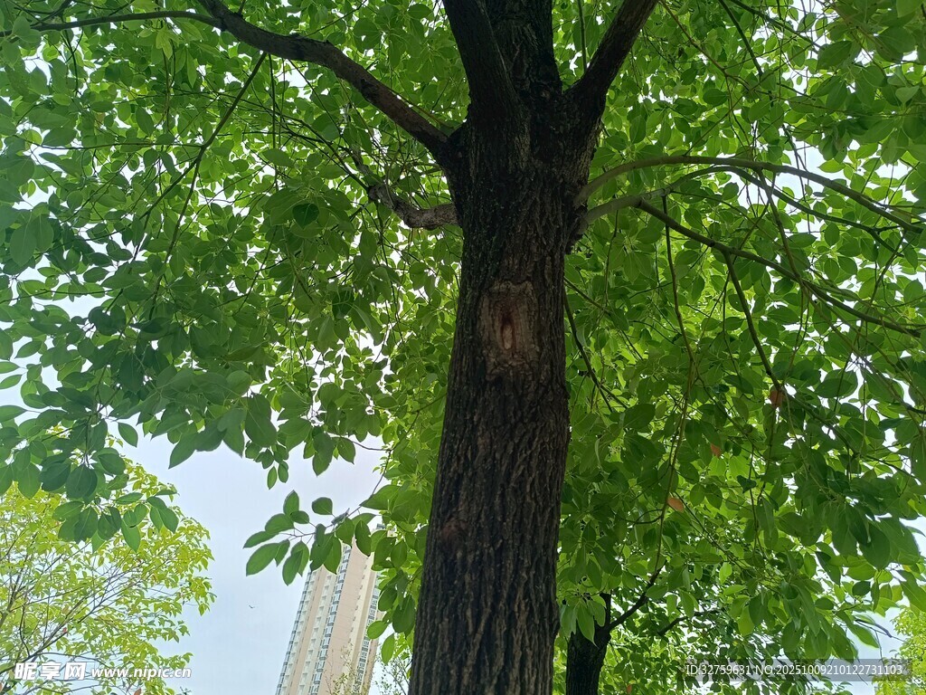 高大绿树展繁茂枝叶