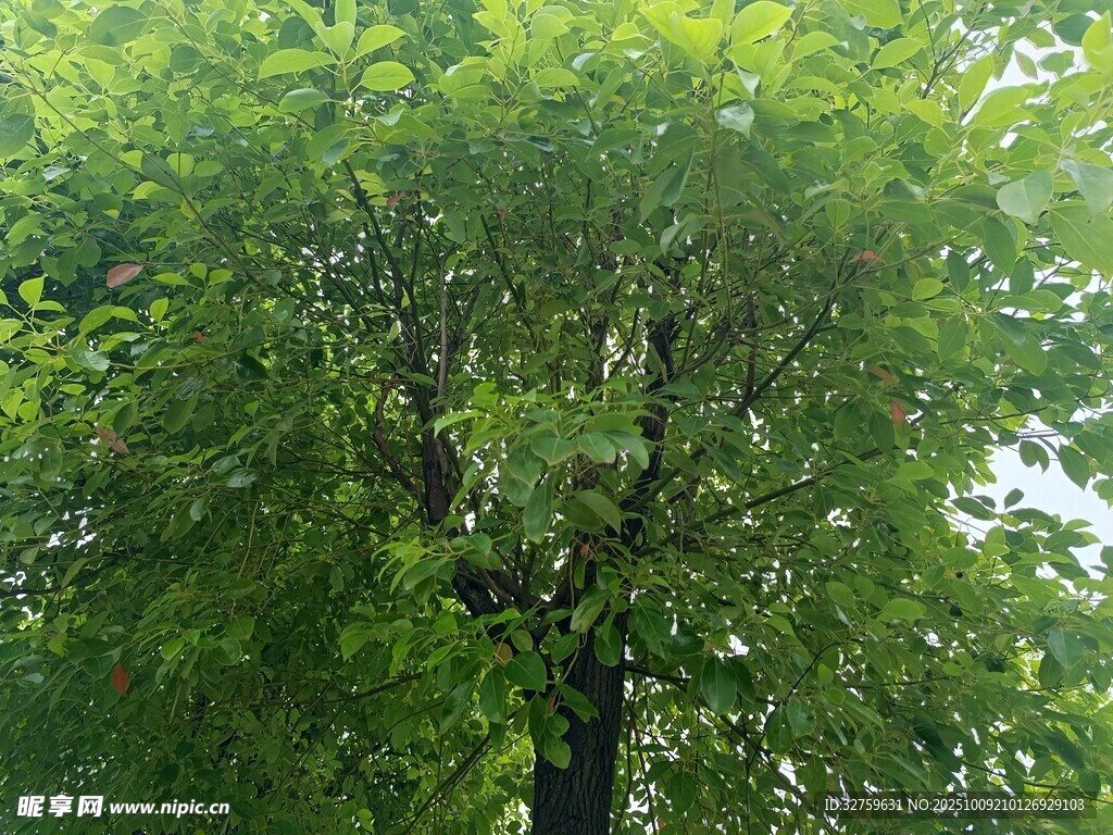 茂盛绿树展现盎然生机