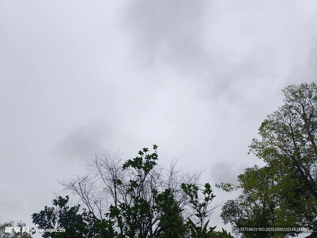 阴天中树木的朦胧景象