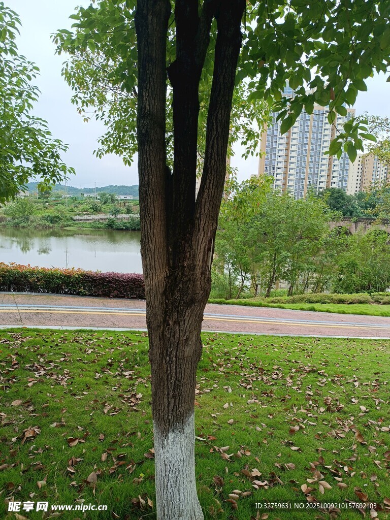 公园树下的秋日静谧景致