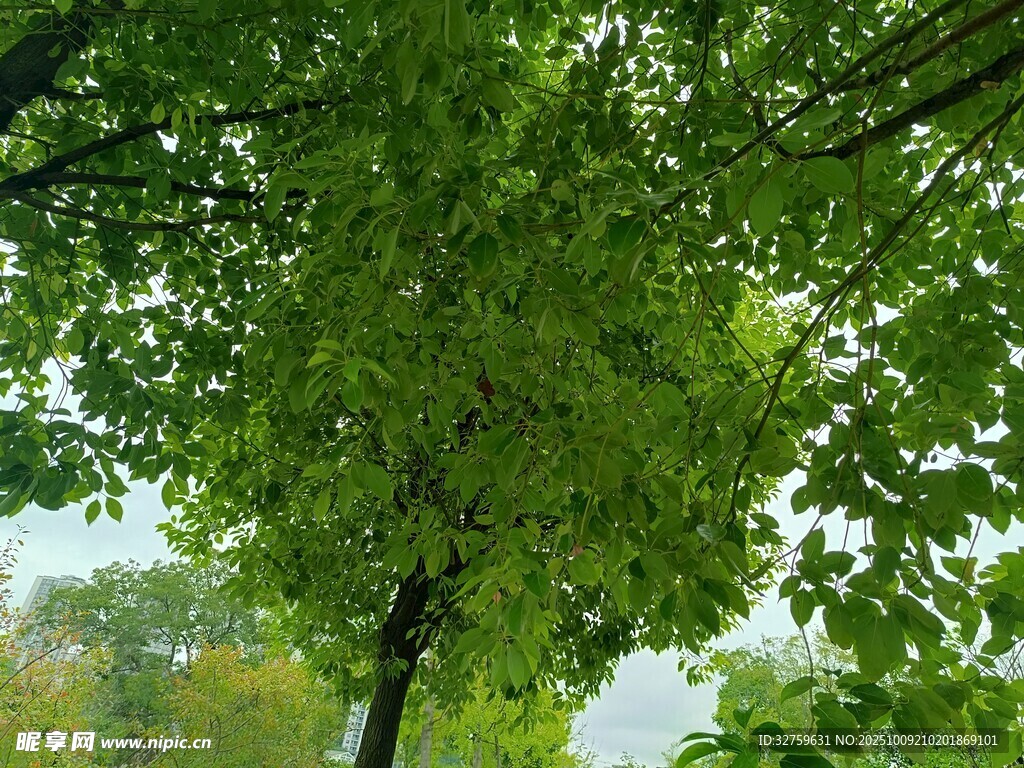 仰视繁茂绿树的清新景象