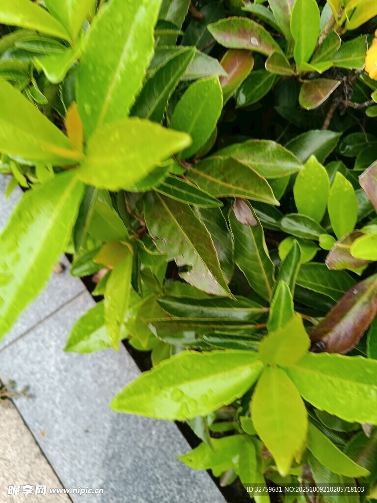 翠绿斑斓的生机叶片